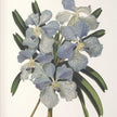 Uttermost Orchid Botanical Framed Prints - Set of 6