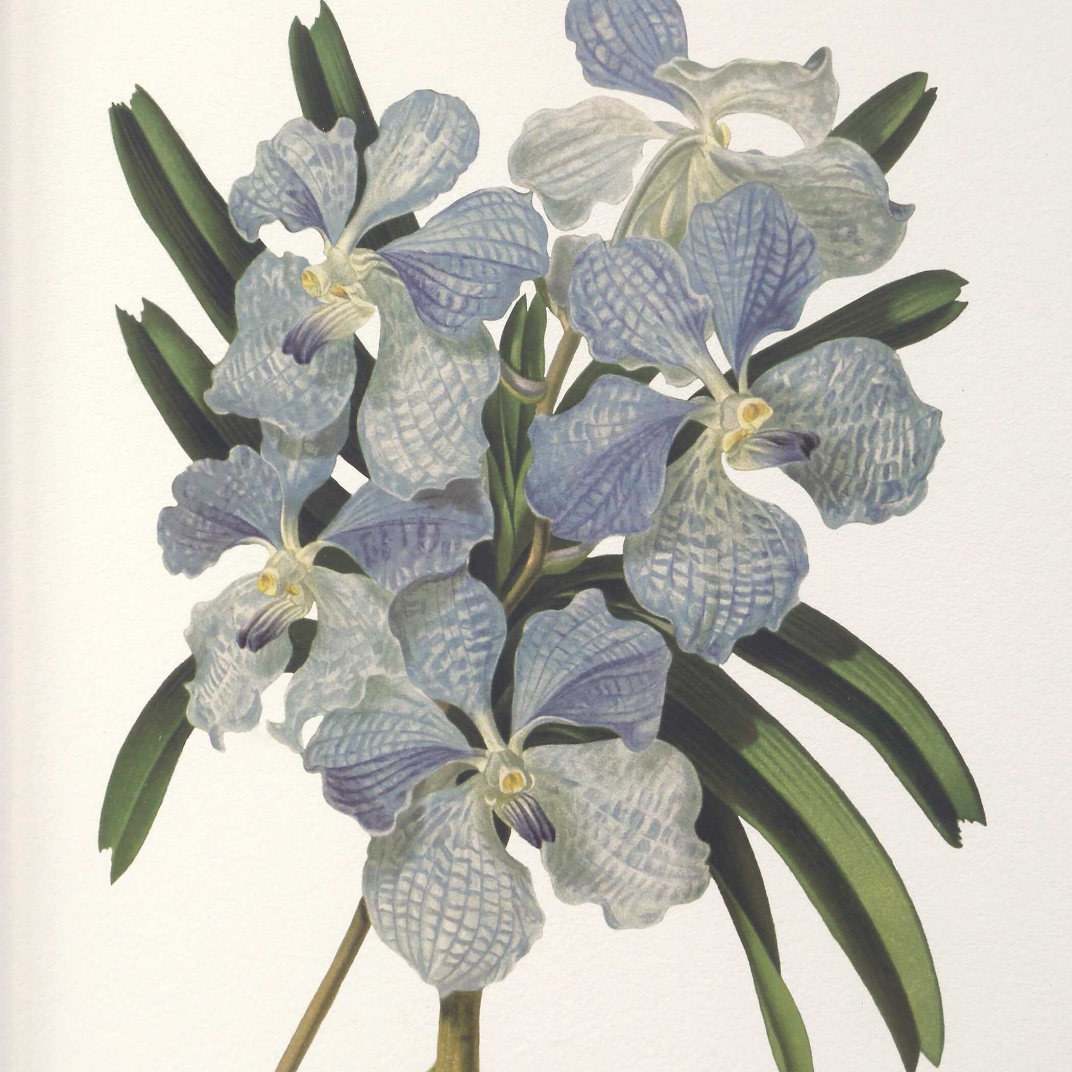 Uttermost Orchid Botanical Framed Prints - Set of 6