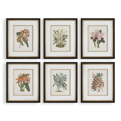 Uttermost Orchid Botanical Framed Prints - Set of 6