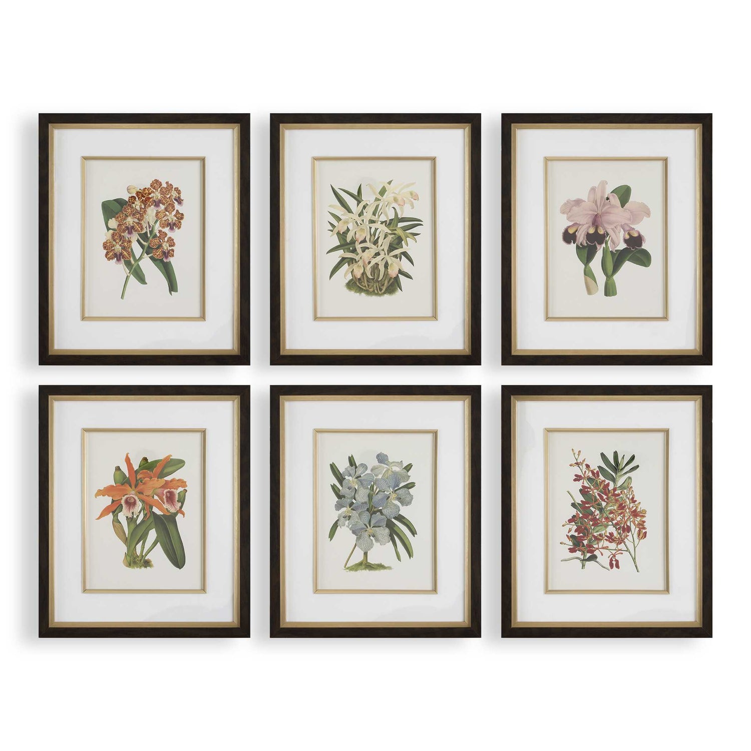 Uttermost Orchid Botanical Framed Prints - Set of 6