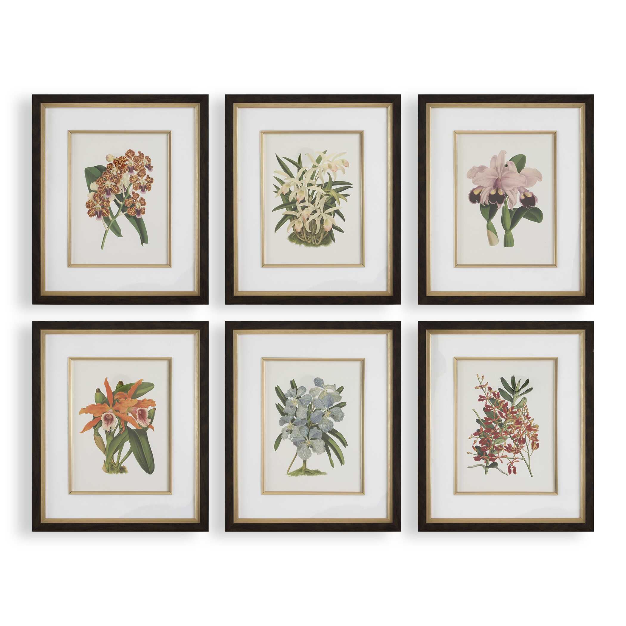 Uttermost Orchid Botanical Framed Prints - Set of 6