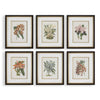 Uttermost Orchid Botanical Framed Prints - Set of 6