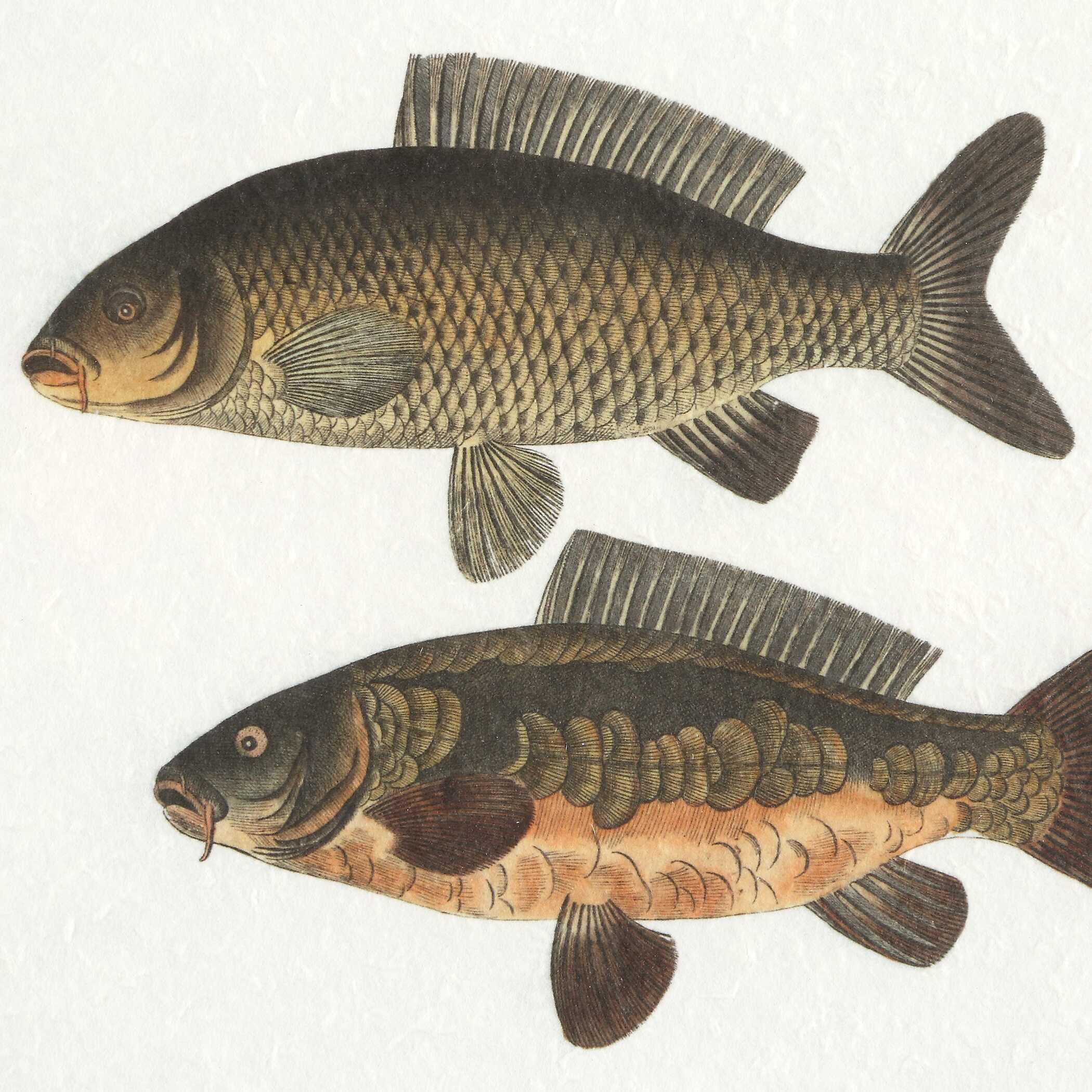 Uttermost The Catch Framed Fish Prints - Set of 2