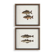 Uttermost The Catch Framed Fish Prints - Set of 2