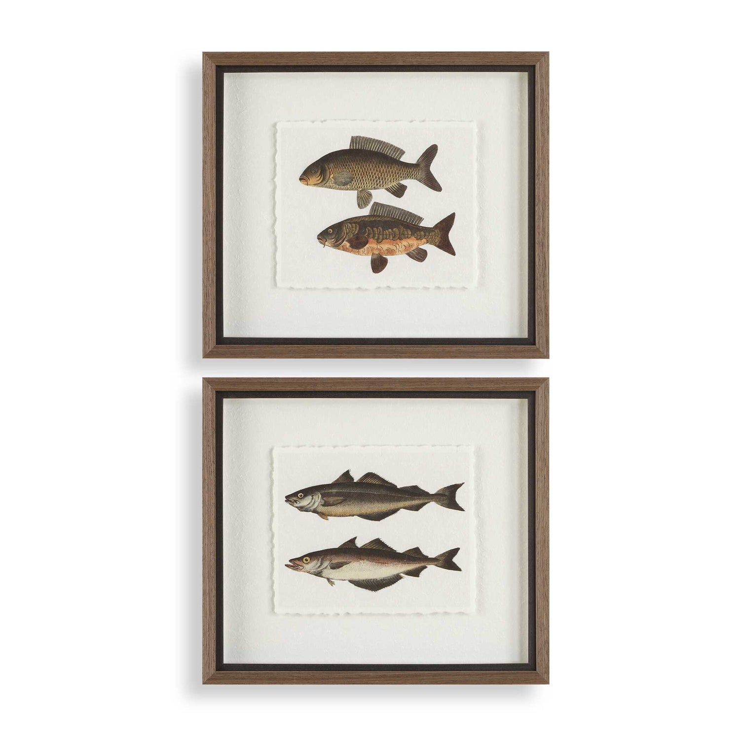 Uttermost The Catch Framed Fish Prints - Set of 2