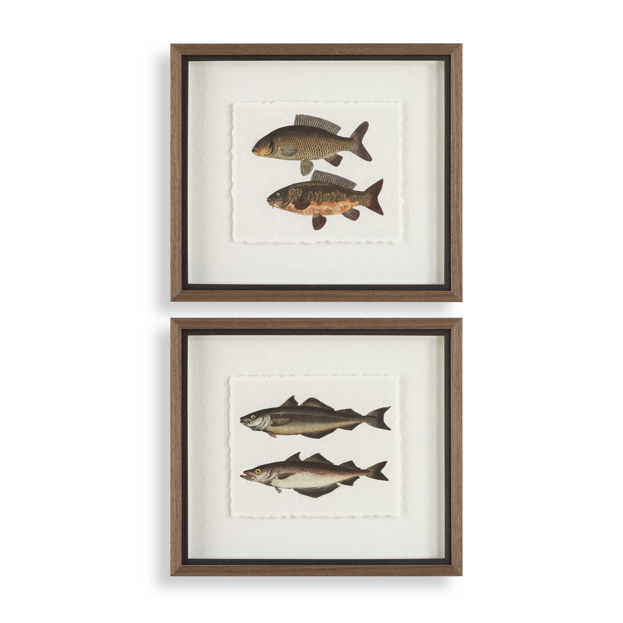 Uttermost The Catch Framed Fish Prints - Set of 2