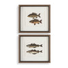 Uttermost The Catch Framed Fish Prints - Set of 2