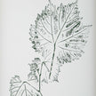 Uttermost Nature's Script Framed Botanical Prints - Set of 9