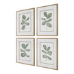 Uttermost Fiddle Head Leaf Botanical Prints - Set of 4