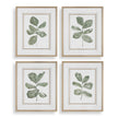 Uttermost Fiddle Head Leaf Botanical Prints - Set of 4