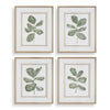 Uttermost Fiddle Head Leaf Botanical Prints - Set of 4