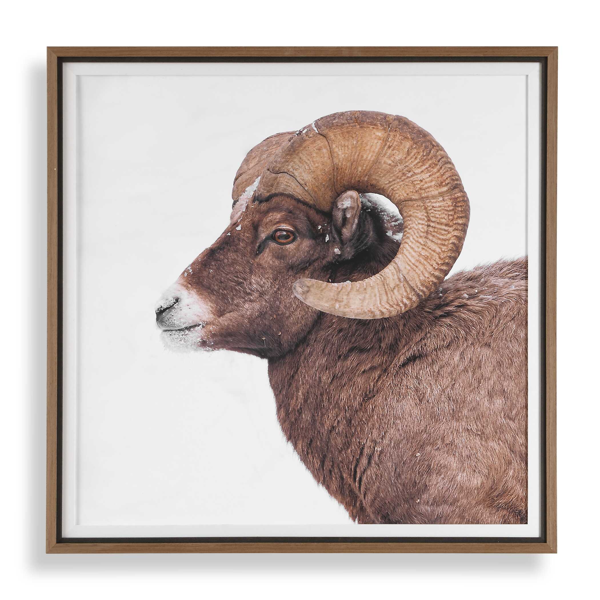 Uttermost Big Horn Sheep Framed Print