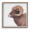 Uttermost Big Horn Sheep Framed Print