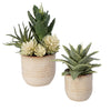 Uttermost Seaside Succulents - Set of 2
