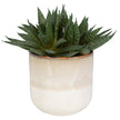 Uttermost Doha Succulent Accent