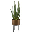 Uttermost Arabia Aloe Planter