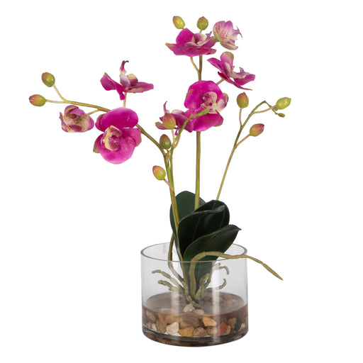 Uttermost Glory Fuchsia Orchid