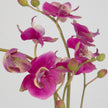 Uttermost Glory Fuchsia Orchid