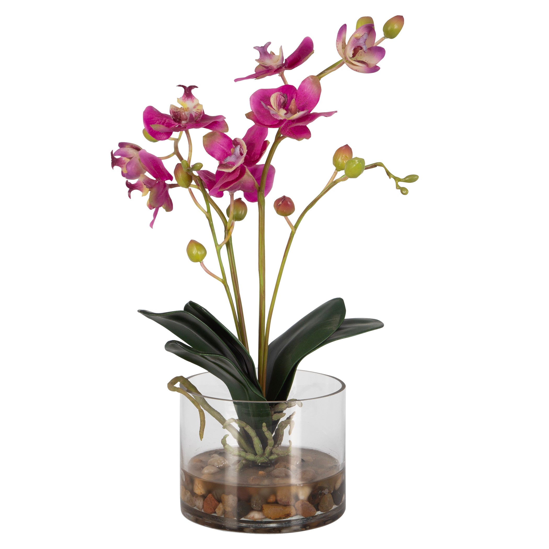Uttermost Glory Fuchsia Orchid
