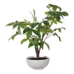 Uttermost Pachira Money Tree