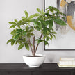Uttermost Pachira Money Tree