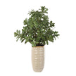 Uttermost Crassula Jade Accent Plant