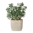 Uttermost Crassula Jade Accent Plant