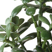 Uttermost Crassula Jade Accent Plant