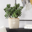 Uttermost Crassula Jade Accent Plant