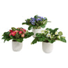 Uttermost Trilogy Primrose Accents In Vases - Set of 3