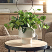 Uttermost Essence Eucalyptus Accent & Vase