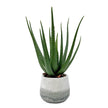 Uttermost Veranda Indoor-Outdoor Aloe Plant
