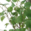 Uttermost Boreal Potted Birch Tree