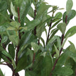Uttermost Arbor Strawberry Tree