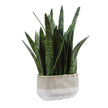 Uttermost Sansera Snake Accent Plant