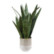 Uttermost Sansera Snake Accent Plant