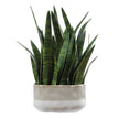 Uttermost Sansera Snake Accent Plant