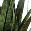 Uttermost Sansera Snake Accent Plant