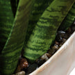 Uttermost Sansera Snake Accent Plant