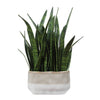 Uttermost Sansera Snake Accent Plant