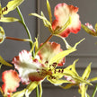 Uttermost Spider Orchid In Glass Vase