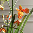 Uttermost Dancing Orchid In Glass Vase