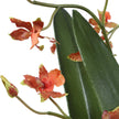 Uttermost Dancing Orchid In Glass Vase