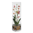 Uttermost Mariposa Orchid