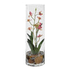 Uttermost Mariposa Orchid