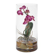 Uttermost Mariposa Orchid