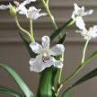Uttermost Clovis Orchid Drop-In