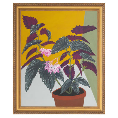 John Richard Michael Pfleghaar's Polka Dot Begonia