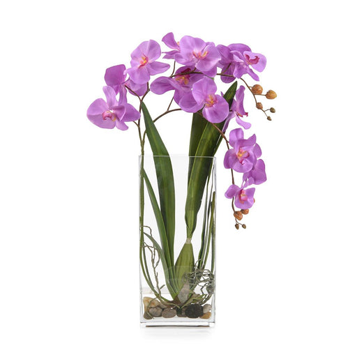 John Richard Deep Asian Orchid