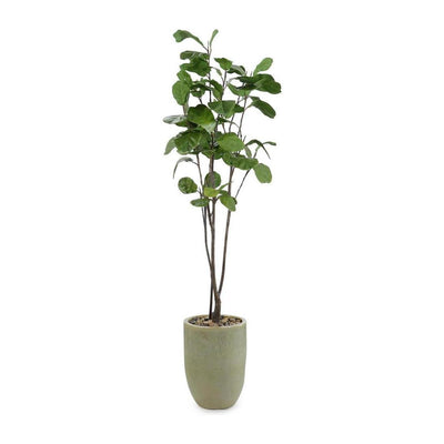 John Richard Decor Tall and Slender Fiddle Leaf Fig